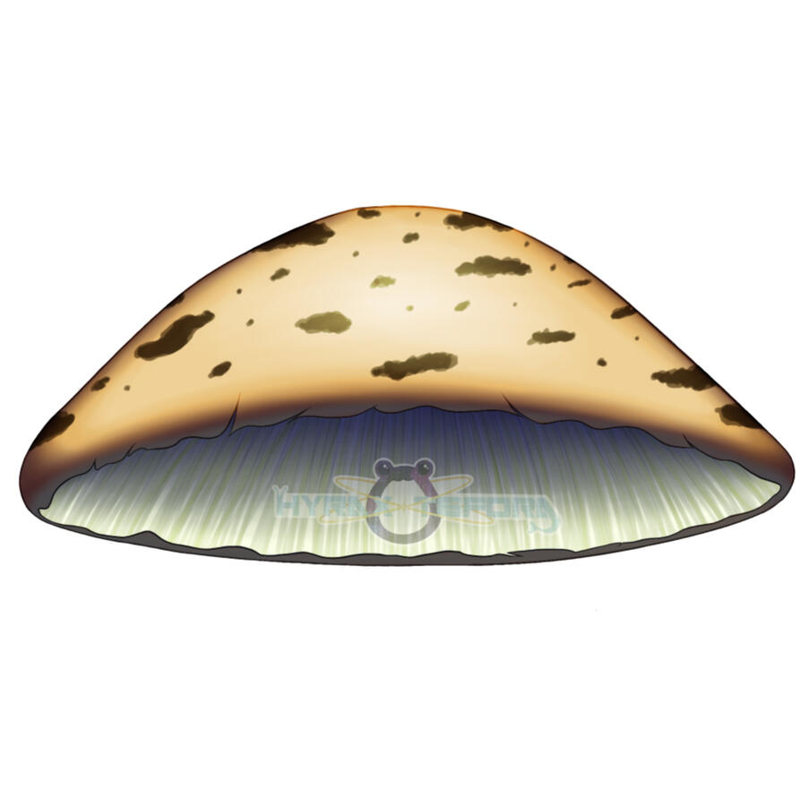 Mika's Mushroom Asset Mika's Mushroom Asset